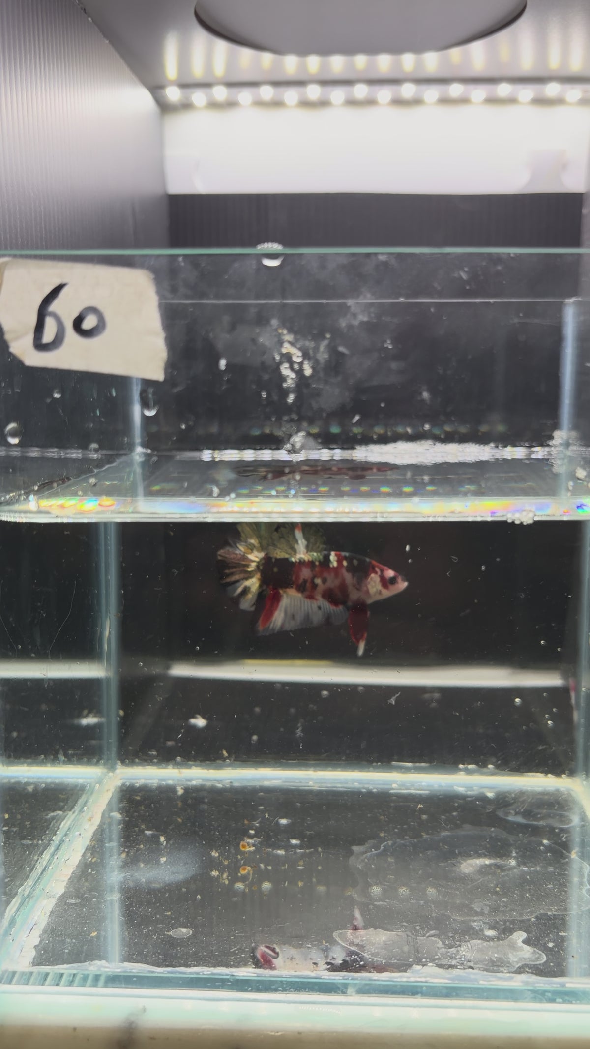 Plakat Cooper mutation red candy PK60(male)