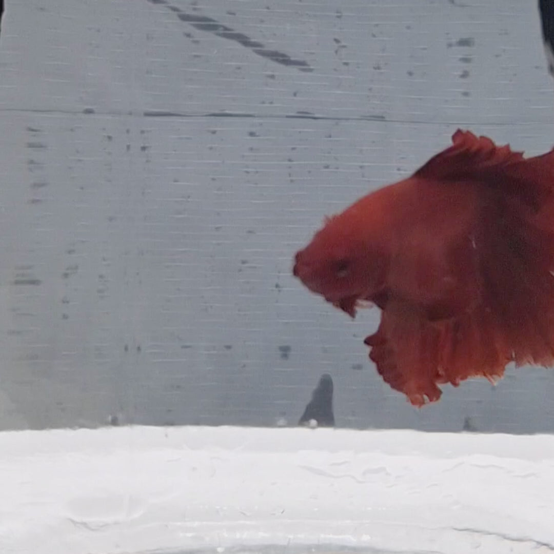 Halfmoon Red - HM00006