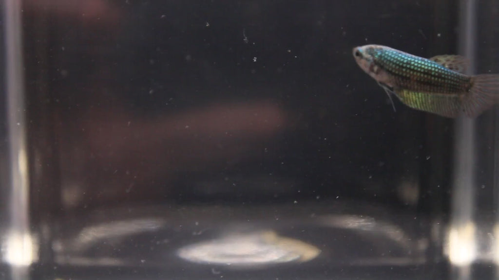 Alien Green Femmina - AL00009