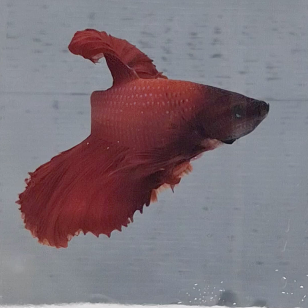 Halfmoon Red - HM00007