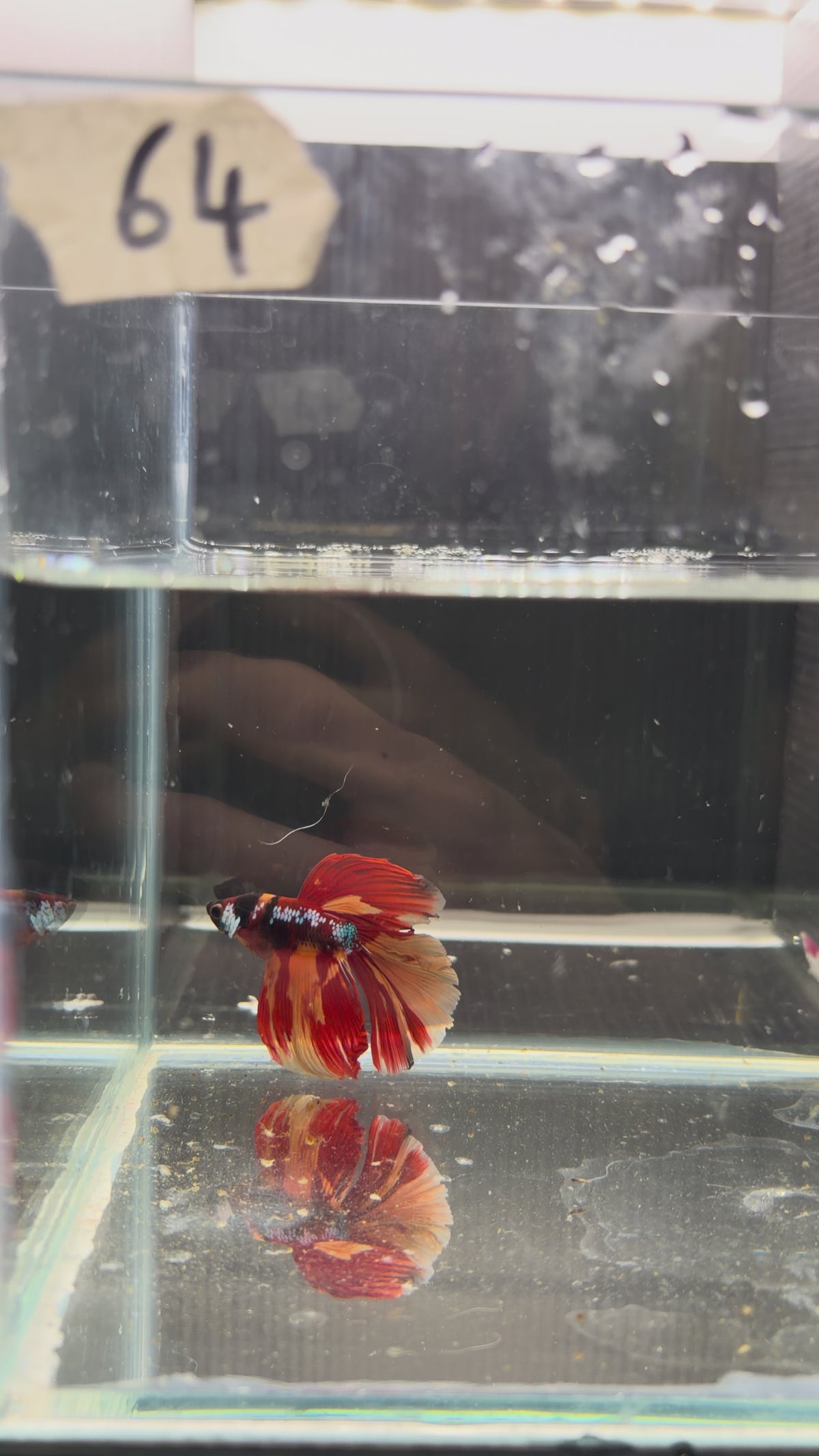 Halfmoon multicolor (male) HM64