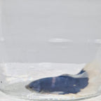 Halfmoon Blue Butterfly - HM00028