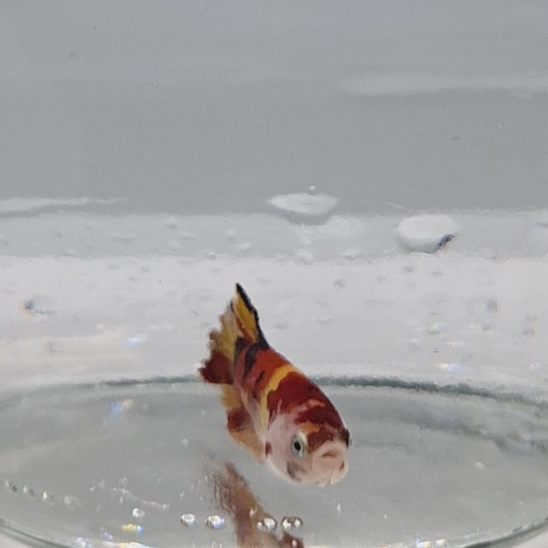 Plakat Koi - PK00009