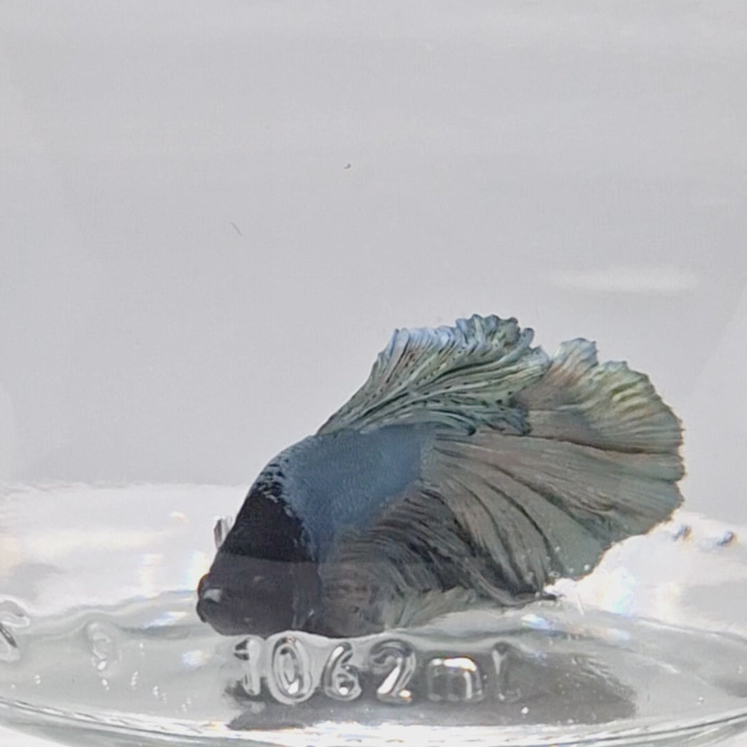Halfmoon Copper - HM00040