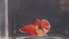 Plakat Koi - PK00013