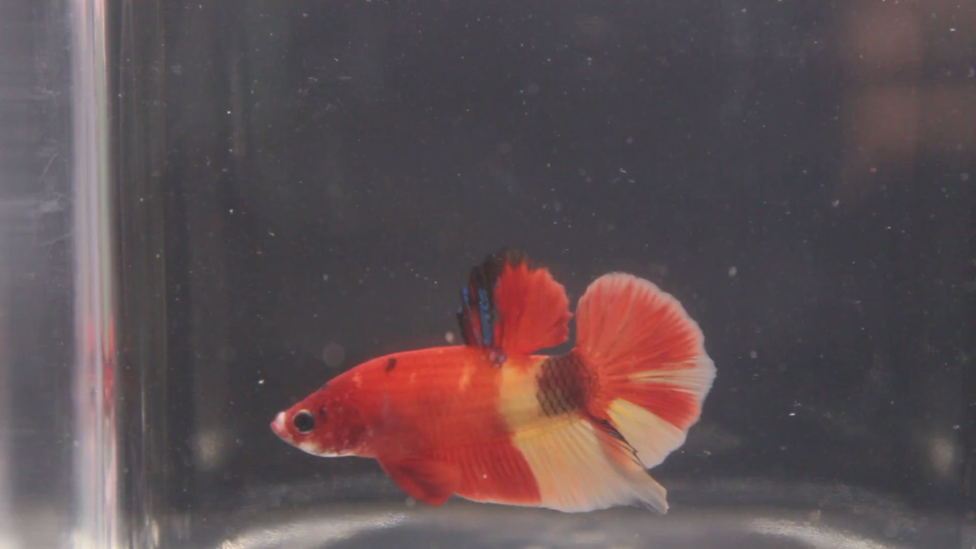 Plakat Koi - PK00013