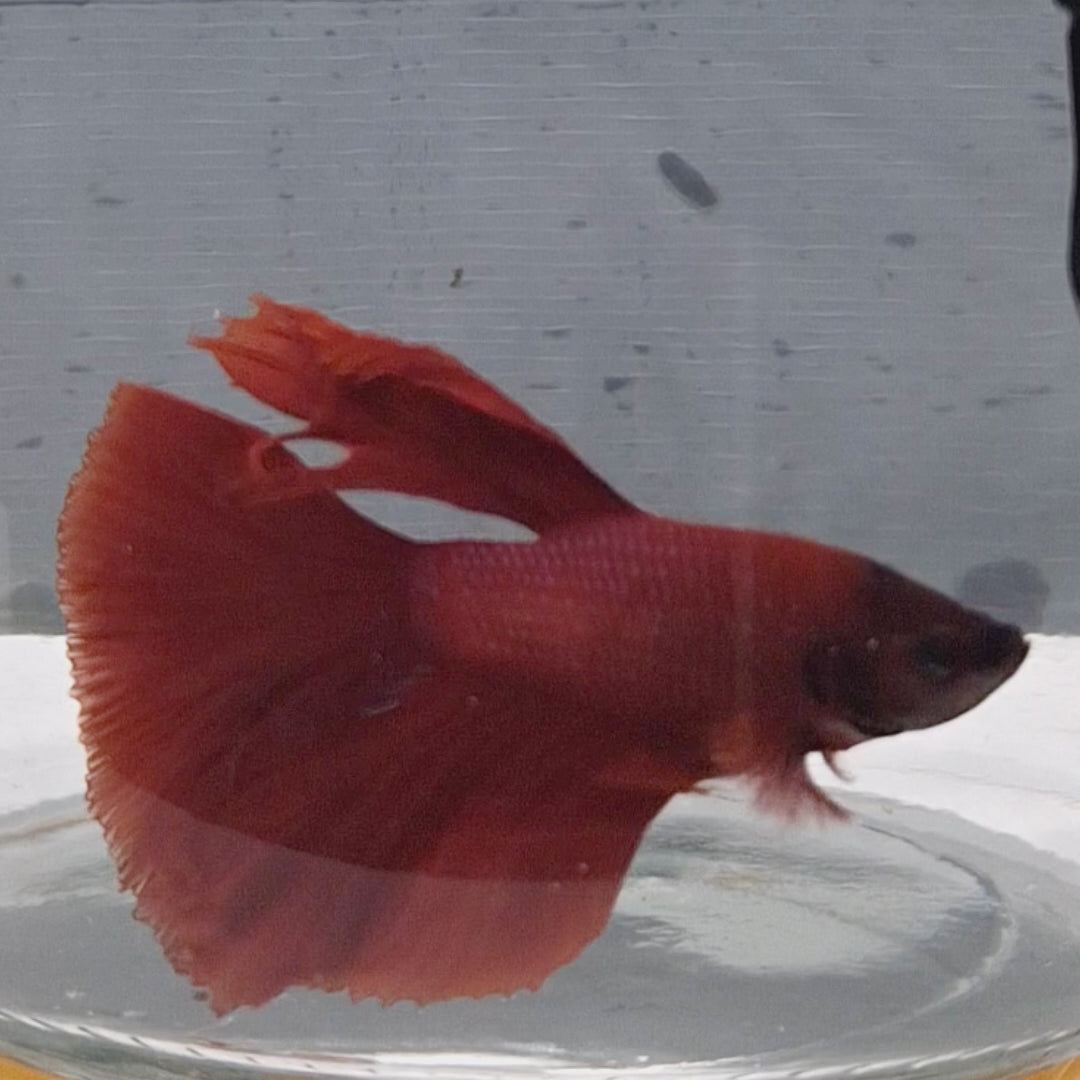 Halfmoon Red - HM00003