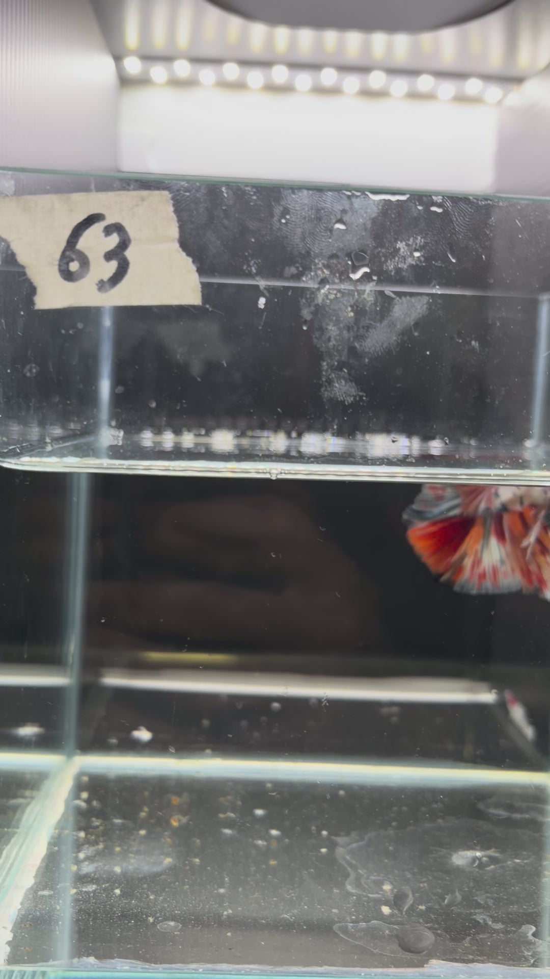 Halfmoon multicolor (male)HM63