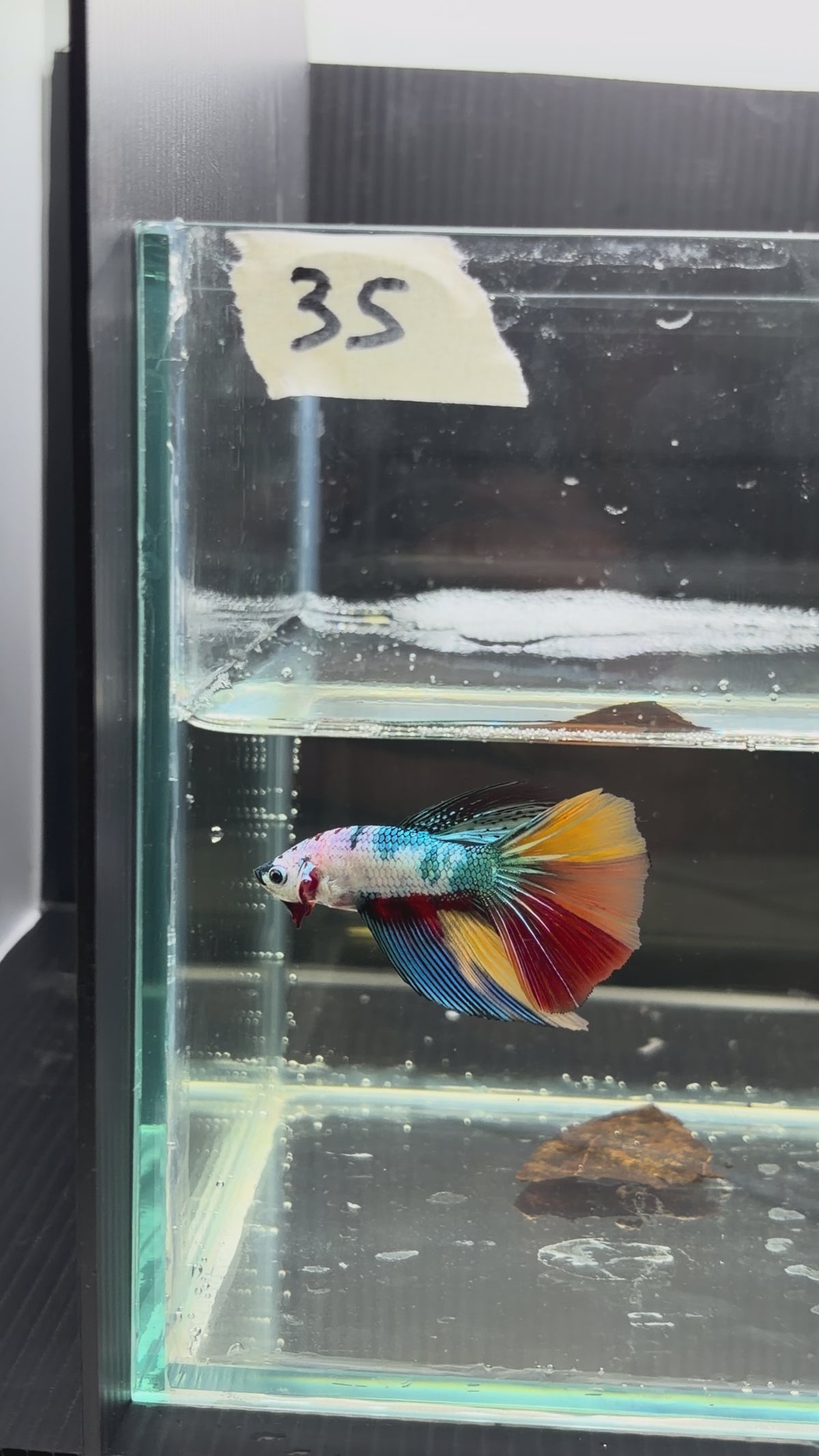 Halfmoon multicolor candy HM35