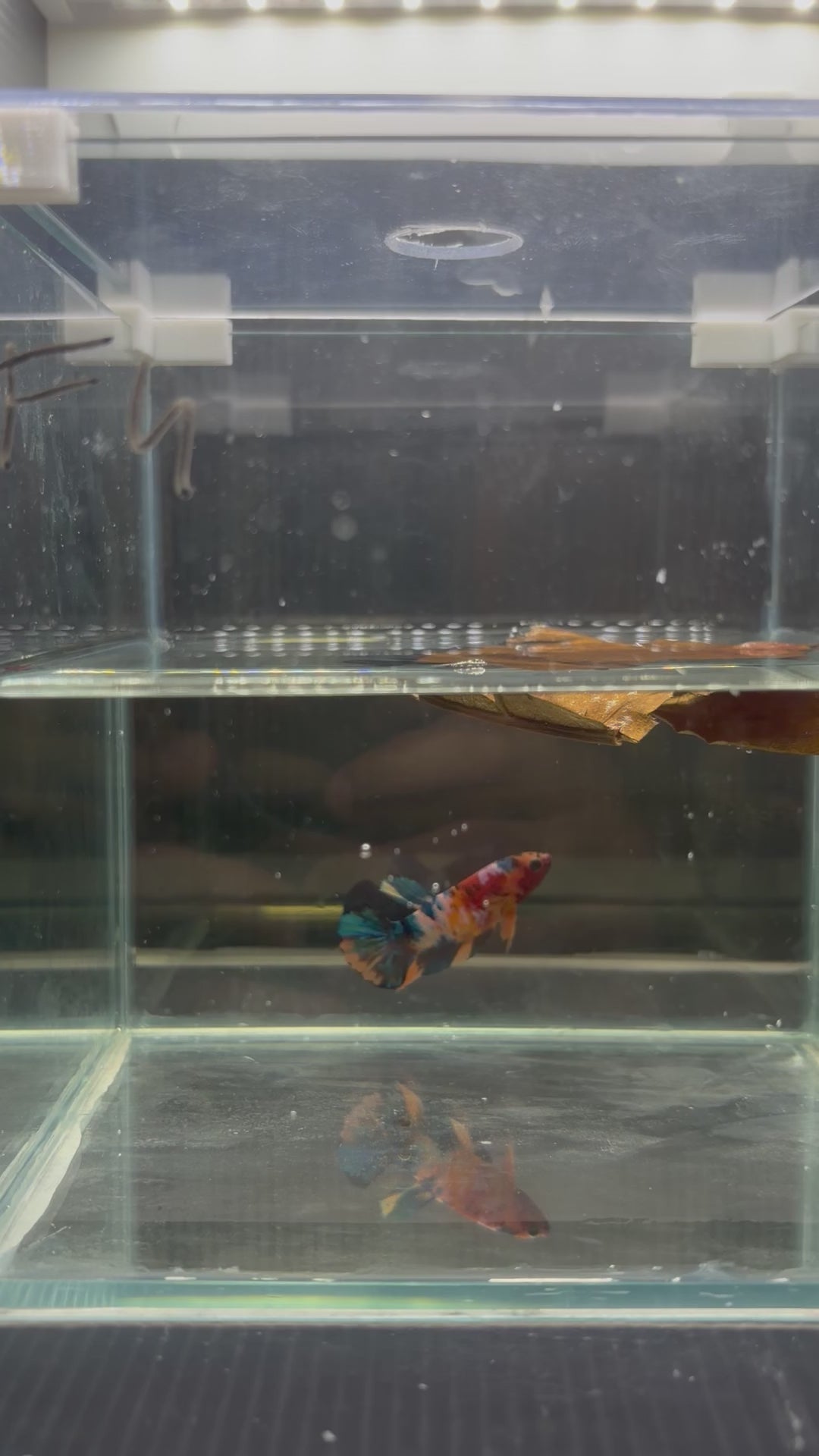 Plakat Nemo Candy (FEMMINA)